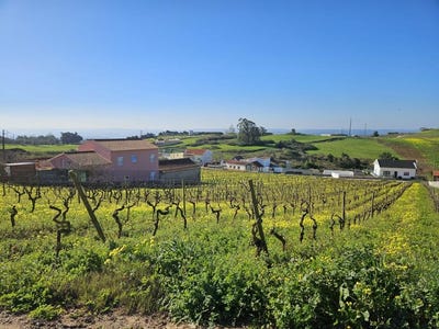/international/pt/carvalhal-leiria-120085787844/