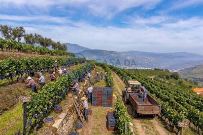 /international/pt/sande-e-sao-lourenco-viseu-310107046498/