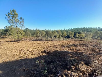 /international/pt/covao-da-figueira-carapetosa-sarnadas-de-rodao-castelo-branco-310105248860/