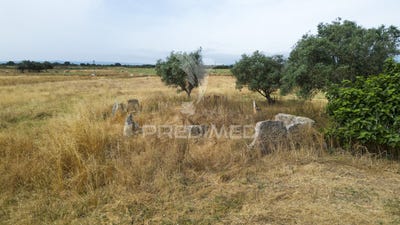 /international/pt/vale-de-santiago-odemira-beja-310100639719/