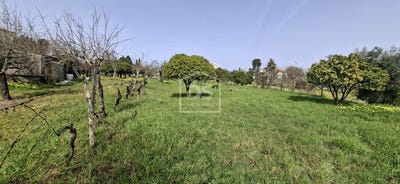 /international/pt/currelos-papizios-e-sobral-viseu-310106626856/