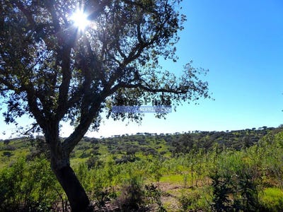 /international/pt/amieira-e-alqueva-evora-310109129492/