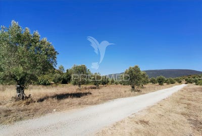 /international/pt/pedrogao-torres-novas-santarem-310094284370/