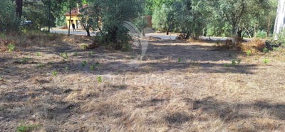 /international/pt/matas-e-cercal-ourem-santarem-310103513284/
