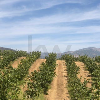 /international/pt/assares-braganca-310107361820/