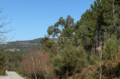 /international/pt/mondim-de-basto-vila-real-310105943667/