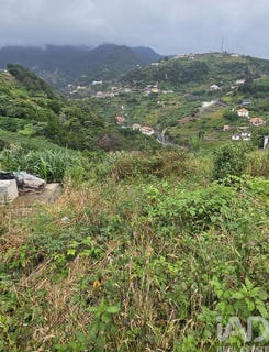 /international/pt/ilha-da-madeira-madeira-310102114542/