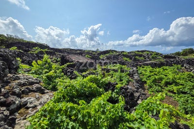 /international/pt/madalena-azores-310101132222/