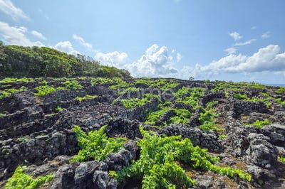 /international/pt/madalena-azores-310101132222/?lang=en