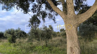 /international/pt/76-r-dr-francisco-sa-carneiro-santarem-santarem-310100235707/