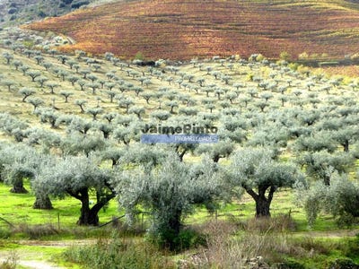 /international/pt/santa-comba-guarda-120095697137/