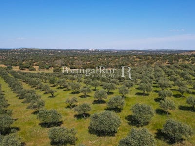/international/pt/ervedal-e-vila-franca-da-beira-portalegre-310108652438/