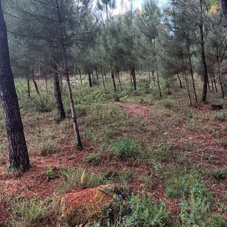 /international/pt/ranhados-portugal-ranhados-guarda-310107357559/