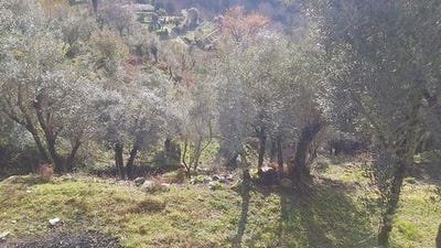 /international/pt/mondim-de-basto-vila-real-310106288020/