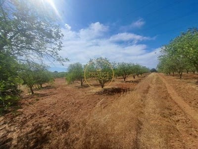 /international/pt/albufeira-faro-310099971781/