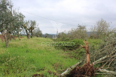 /international/pt/pussos-sao-pedro-alvaiazere-leiria-310108100709/