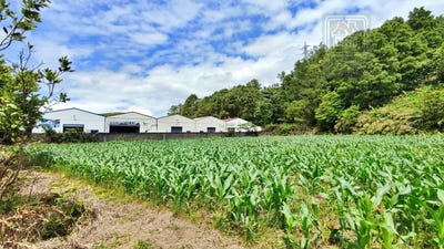 /international/pt/pico-da-pedra-azores-310103443987/