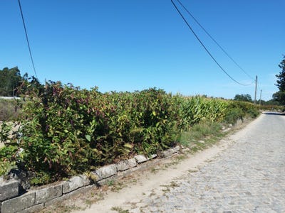 /international/pt/gemeses-braga-120091015487/