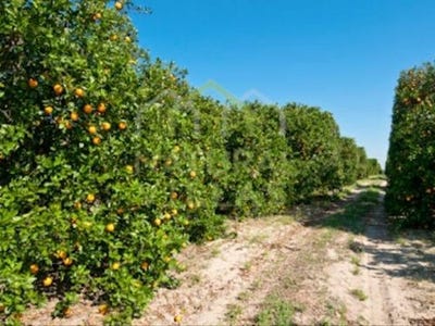 /international/pt/laranjeiro-faro-faro-310100795011/
