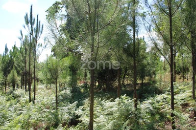 /international/pt/mangualde-viseu-310093908854/
