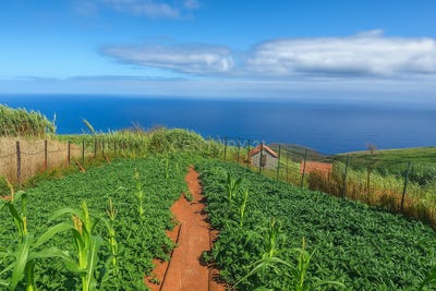 /international/pt/caminho-do-poco-da-eira-velha-30-pombais-9270-042-santa-maria-madalena-portugal-ilha-da-madeira-madeira-310102887995/