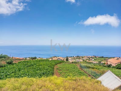 /international/pt/canhas-madeira-310104436578/