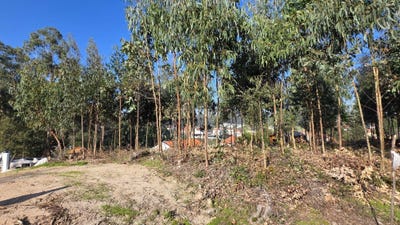 /international/pt/r-da-capela-31-3130-585-soure-portugal-soure-coimbra-310104286297/