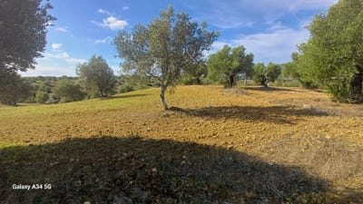 /international/pt/torres-novas-sao-pedro-santarem-310096476578/