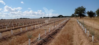 /international/pt/cano-sousel-viseu-310102670041/