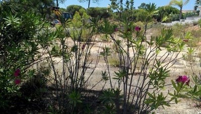 /international/pt/almancil-faro-120086467845/