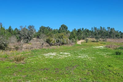 /international/pt/coruche-santarem-310097461135/
