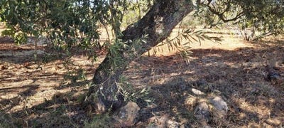 /international/pt/paderne-viana-do-castelo-310098113621/