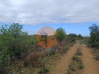 /international/pt/palmeira-alcoutim-faro-120088939727/