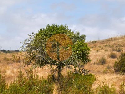 /international/pt/castro-marim-faro-310105011551/