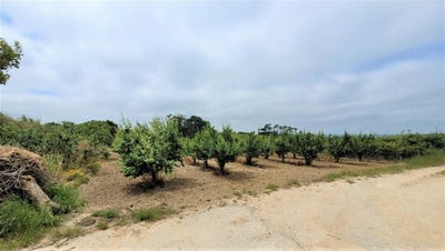 /international/pt/rolica-leiria-120094359094/?lang=zh-cn