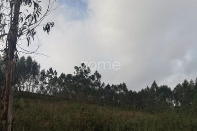/international/pt/vila-verde-braga-120080883902/