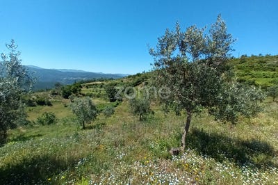 /international/pt/oliveira-do-hospital-coimbra-120086084664/