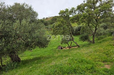 /international/pt/ourique-beja-310099225705/
