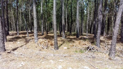 /international/pt/janeiro-de-baixo-pampilhosa-da-serra-portugal-janeiro-de-baixo-coimbra-310104592649/