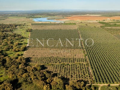 /international/pt/cano-portalegre-310108249403/
