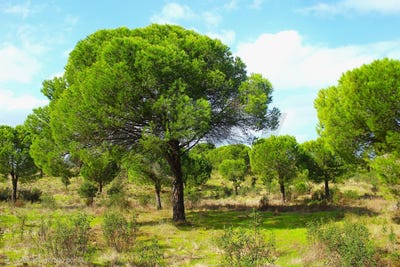 /international/pt/grandola-setubal-municipality-310104231683/