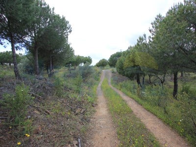 /international/pt/azinhal-faro-310098558529/