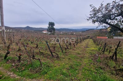 /international/pt/alijo-vila-real-310104166018/