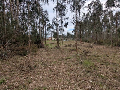 /international/pt/palhaca-leiria-310098218570/