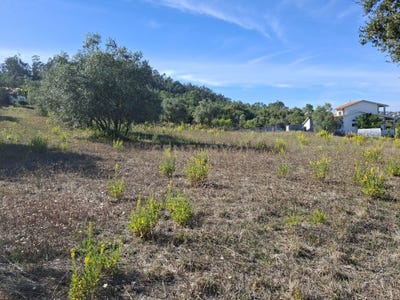 /international/pt/melga-pombal-portugal-pombal-braga-310102587779/
