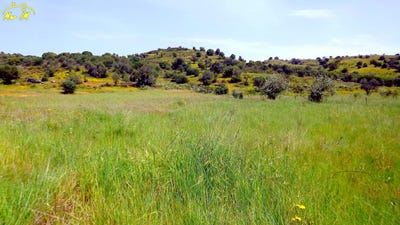 /international/pt/castro-marim-faro-310105819566/