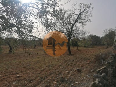 /international/pt/estoi-faro-310105010040/