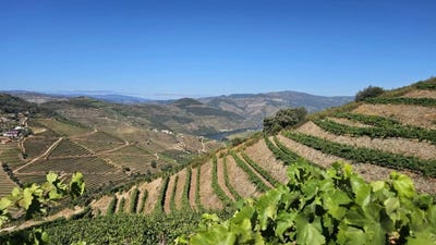 /international/pt/ervedosa-do-douro-viseu-310104500410/