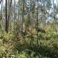/international/pt/3100-806-pombal-portugal-vila-ca-porto-310108305629/