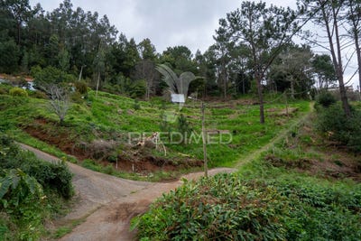 /international/pt/santo-antonio-da-serra-santa-cruz-madeira-310097951568/